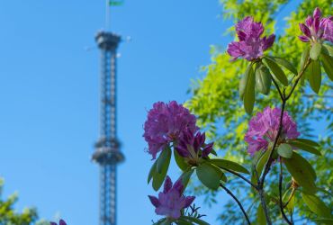 Rosafarbene Rhododendron Blüten im Vordergrund. Im Hintergrund der HIGHLANDER.