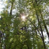 Ein Bild von Bäumen in einem Wald. Die Sonne scheint durch die Äste der Bäume.