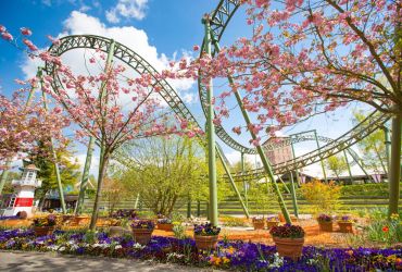 Blühende rosa Kirschbäume und Stiefmütterchen am Boden. Darüber Buchtknoten der Flucht von Novgorod.