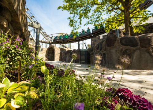 Die Achterbahn Nessie fährt auf einem Airtime-Hügel. Vorne wachsen Blumen in der Warteschlage.