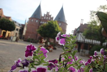 Violette Blüten einer Blume im Vordergrund. Im Hintergrund das Holstentor und der Vorplatz.