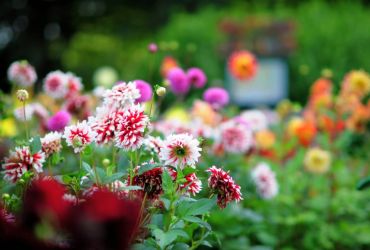 Beete mit vielen verschiedenen farbigen Dahlien im HANSA-PARK