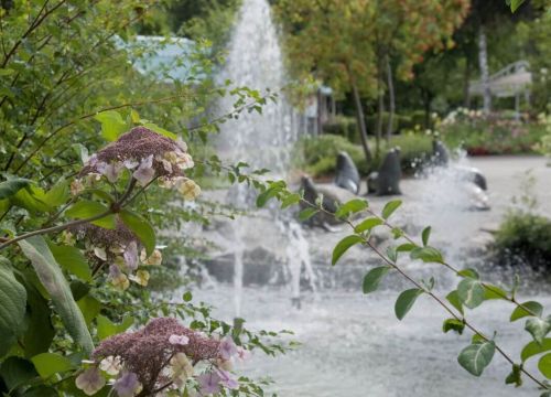 Die Fontäne im Wassergarten ist vor den Seelöwen. Die Seelöwen sind unscharf im Hintergrund.