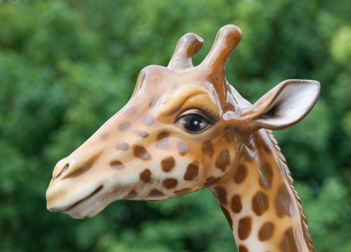 Der Kopf der Giraffe Akira.