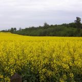 Ein Feld mit der gelben Rapsblüte. Ein Knick ist komplett vom mit grünem Laub.