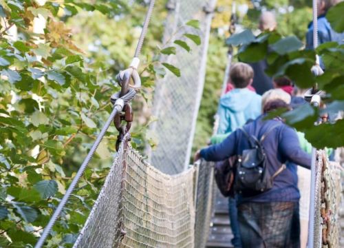 Eine Hängebrücke auf der Menschen mit dem Rücken zugewandt gehen. Um die Brücke sind ein paar Bäume.