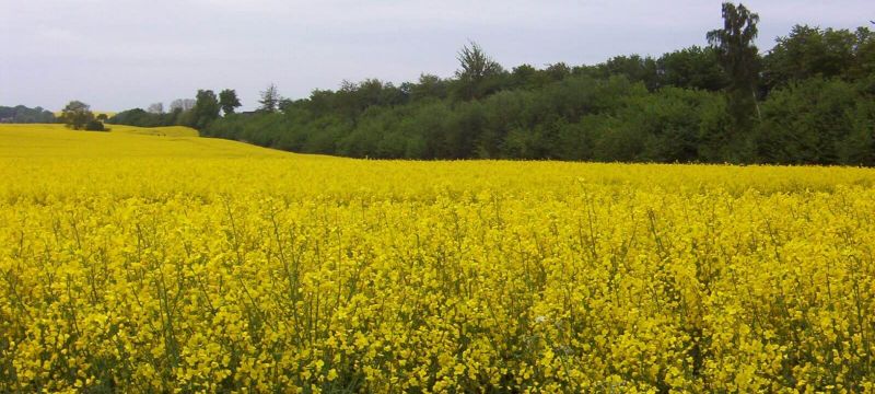 Ein Feld mit der gelben Rapsblüte. Ein Knick ist komplett vom mit grünem Laub.