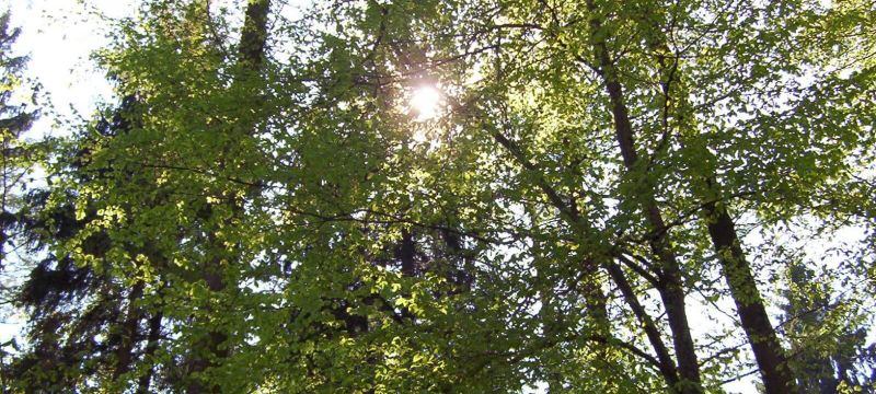 Ein Bild von Bäumen in einem Wald. Die Sonne scheint durch die Äste der Bäume.