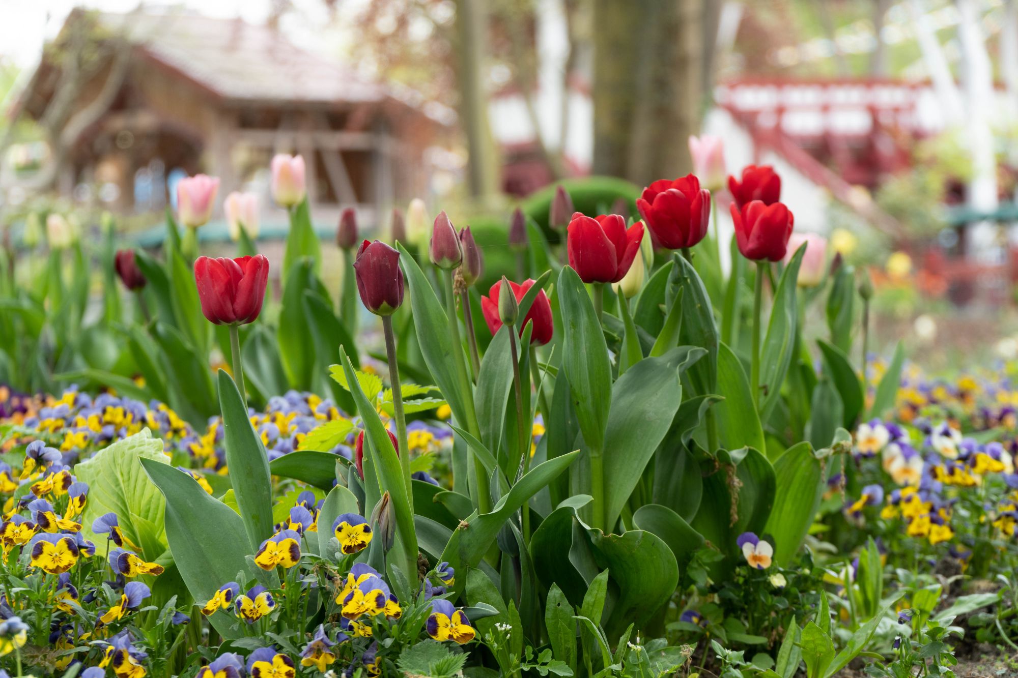 Blühende rote Tulpen im Vordergrund. Stiefmütterchen umgeben diese bei der Blumenmeerbootsfahrt.
