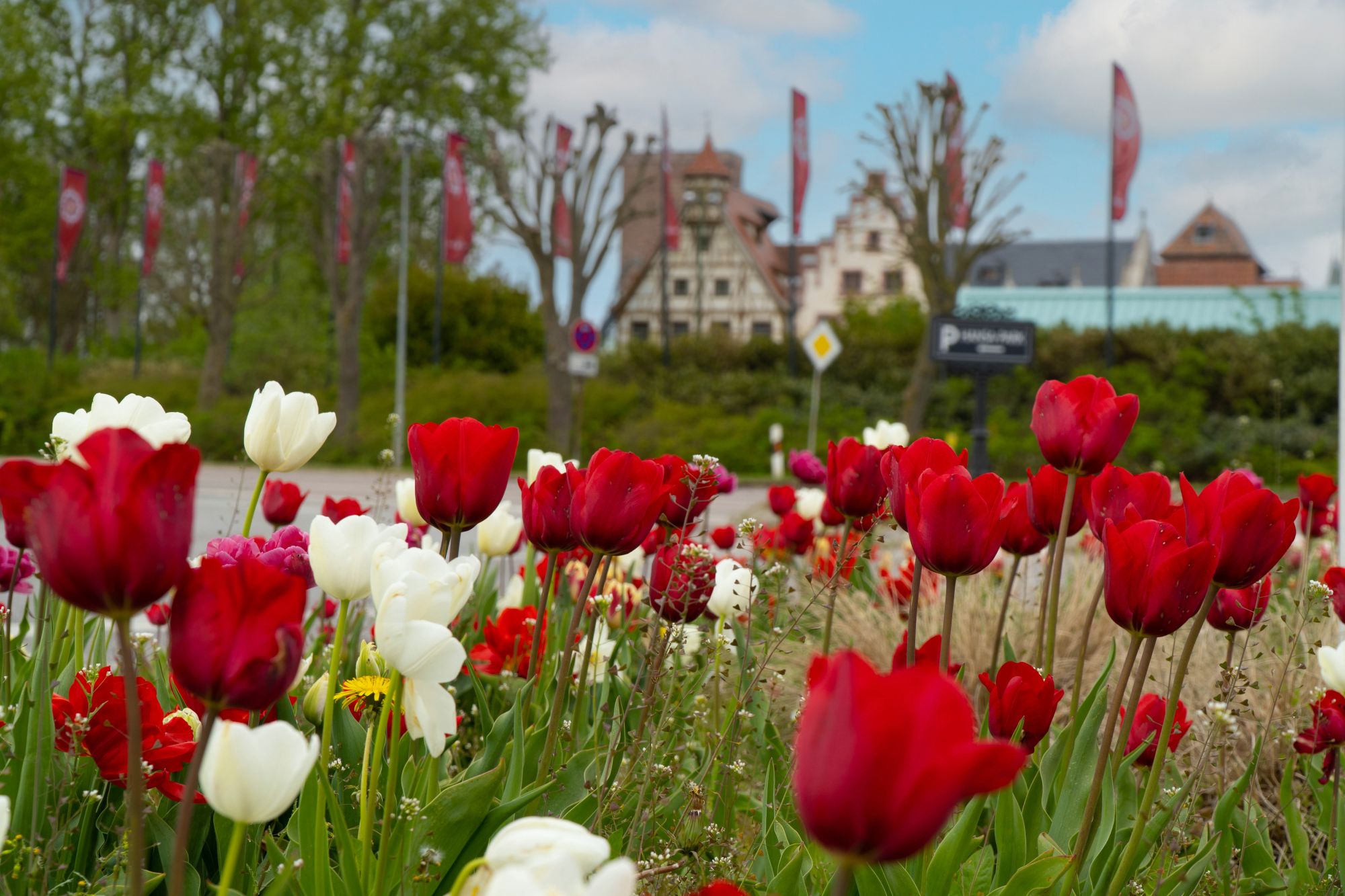 Blühende rote und weiße Tulpen auf der gegenüberliegenden Straßenseite des Vorplatzes.
