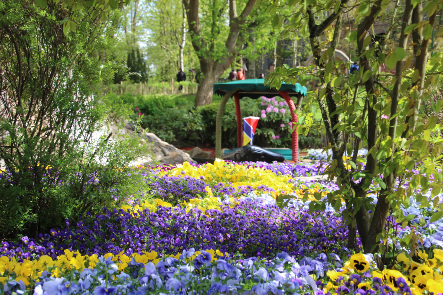 Blühende bunte Stiefmütterchen im Beet der Blumenmeerbootsfahrt.