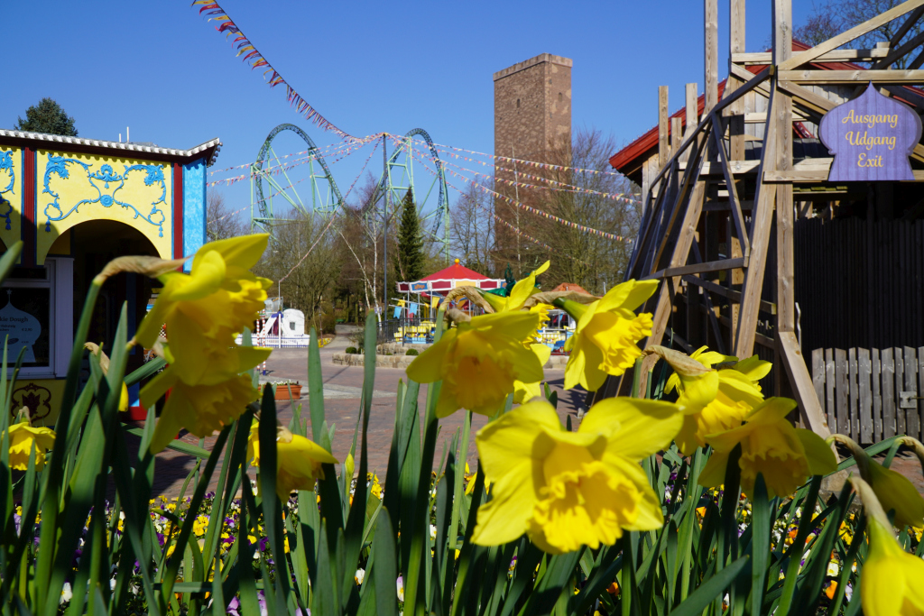 Blühende gelbe Narzissen vor dem Platz des Alten Jahrmarktes. Im Hintergrund der Schwur des KÄRNAN.