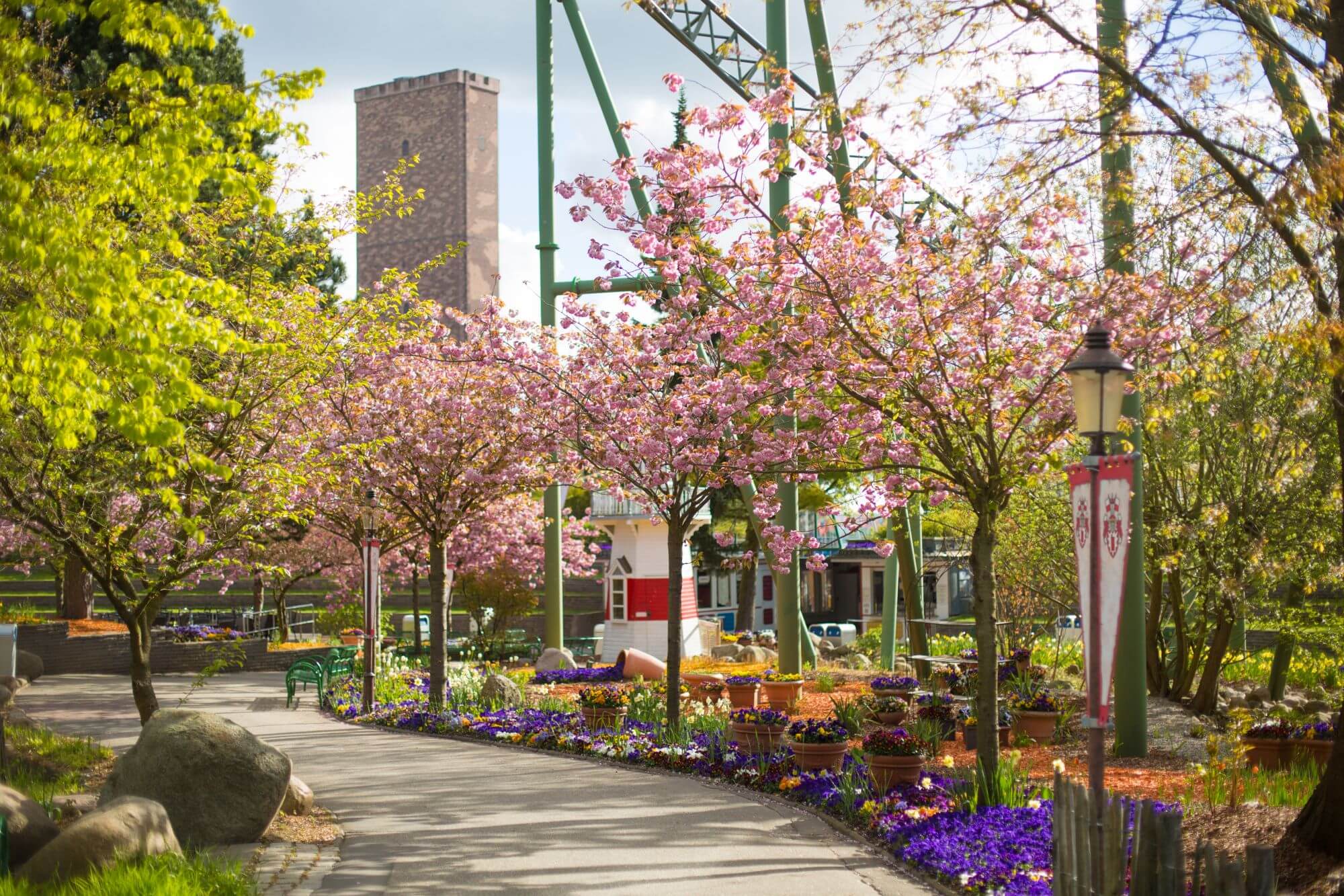 Blühende rosa Kirschbäume und Stiefmütterchen im Hansa-Garten. Hintergrund: Turm Schwur des KÄRNAN.