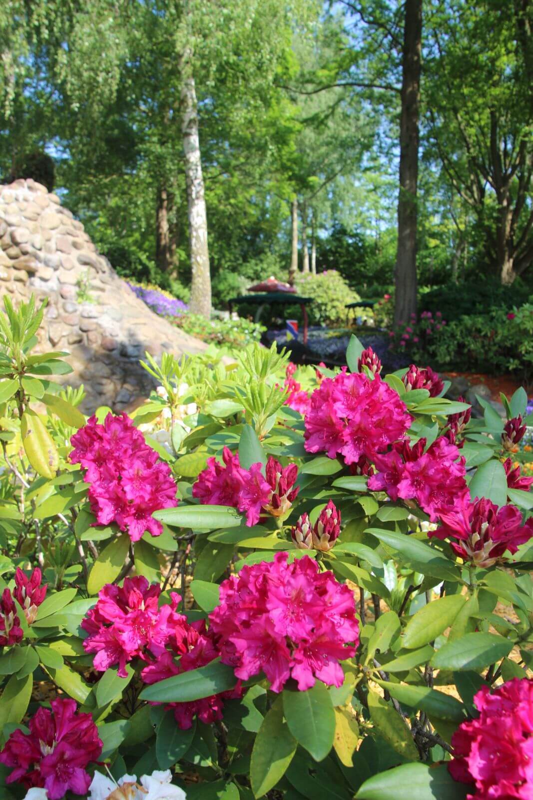 Blühender pinker Rhododendron bei der Blumenmeerbootsfahrt.