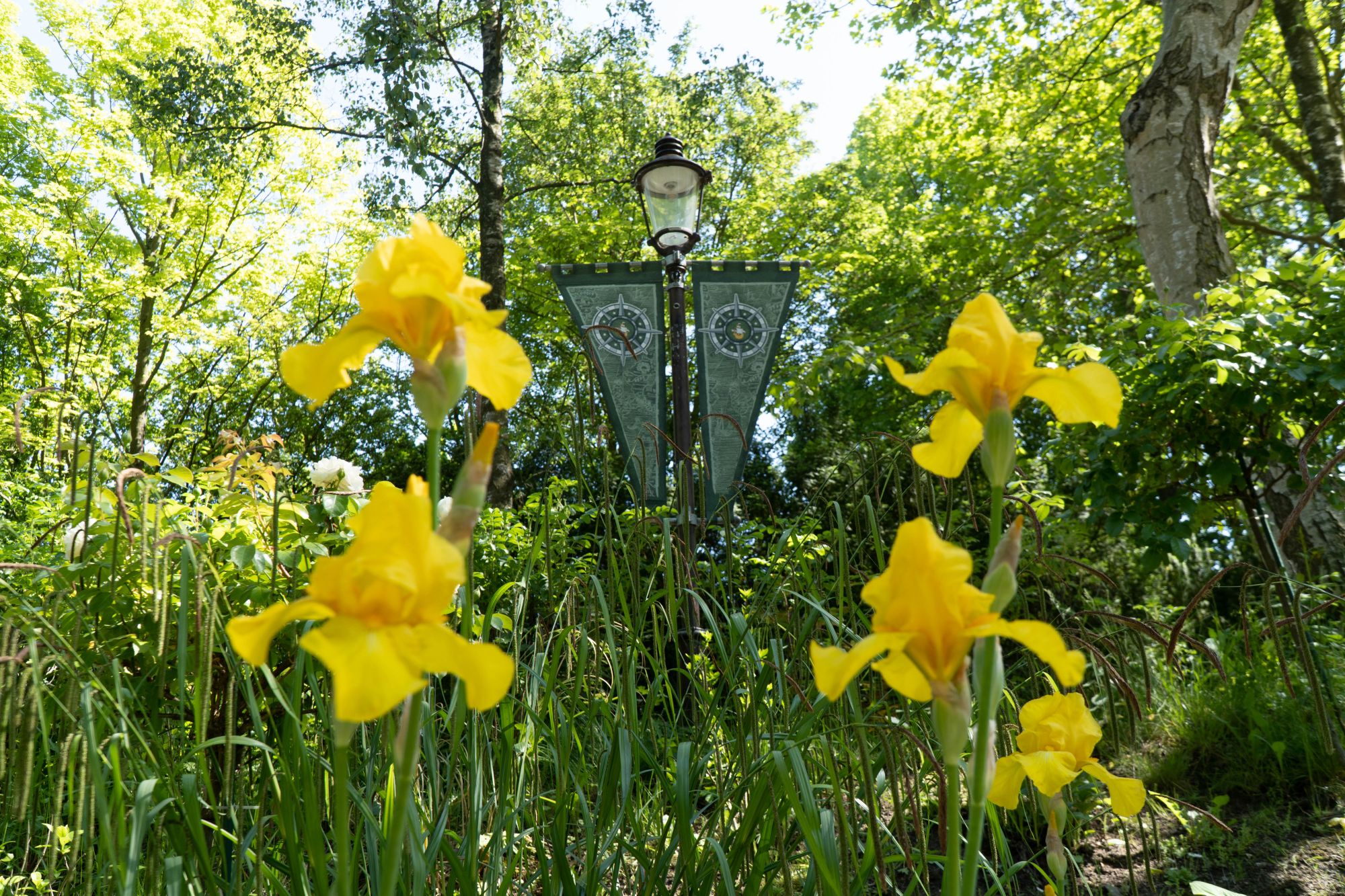 Fünf Blüten der Sumpf-Schwertlilie im Vordergrund. Eine Laterne mit grünen Wimpeln in Hintergrund.