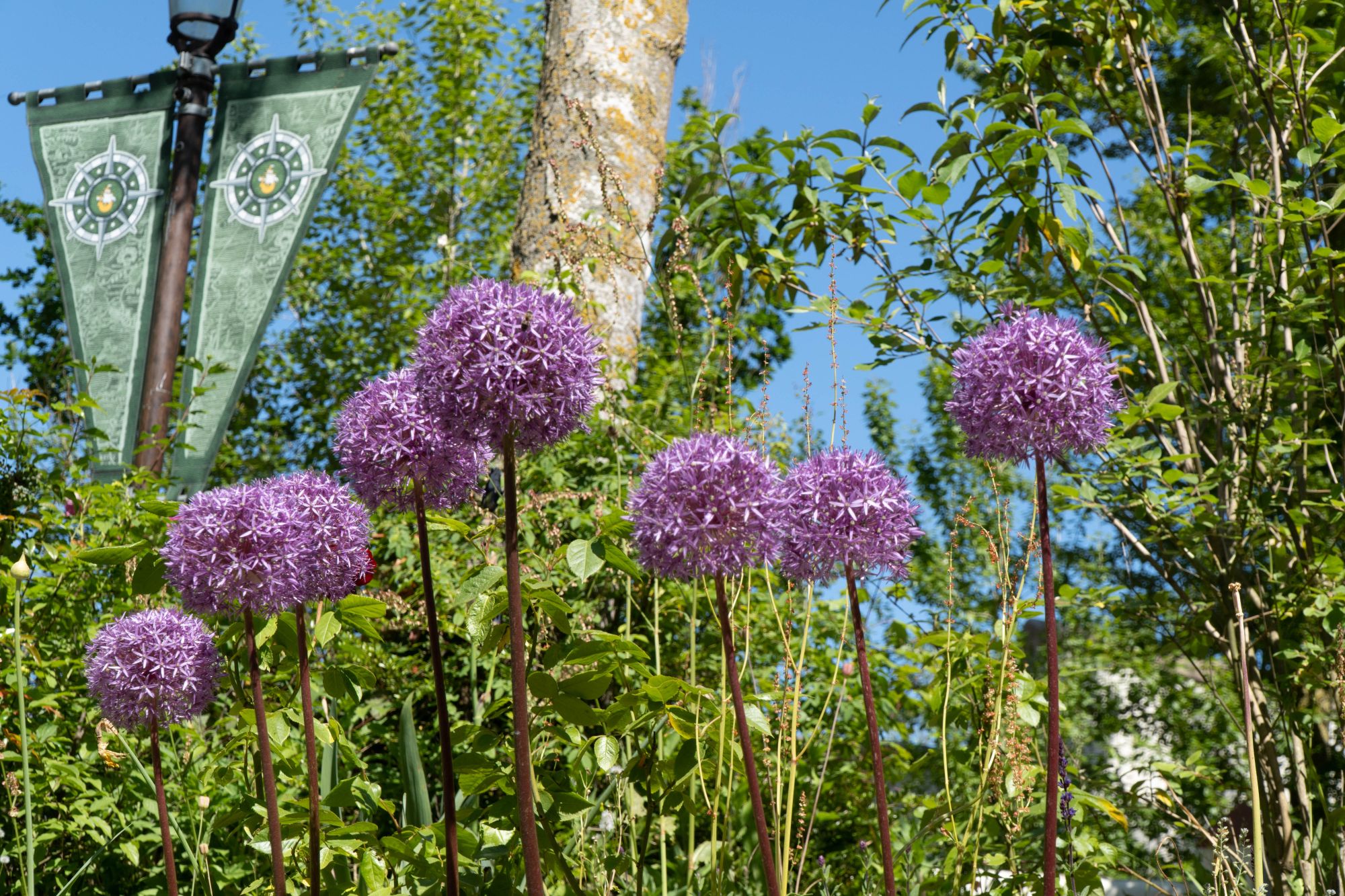 Blüten des Sternenkugel-Lauch im Vordergrund. Hintergrund: Baumstamm und eine Laterne mit Wimpeln.