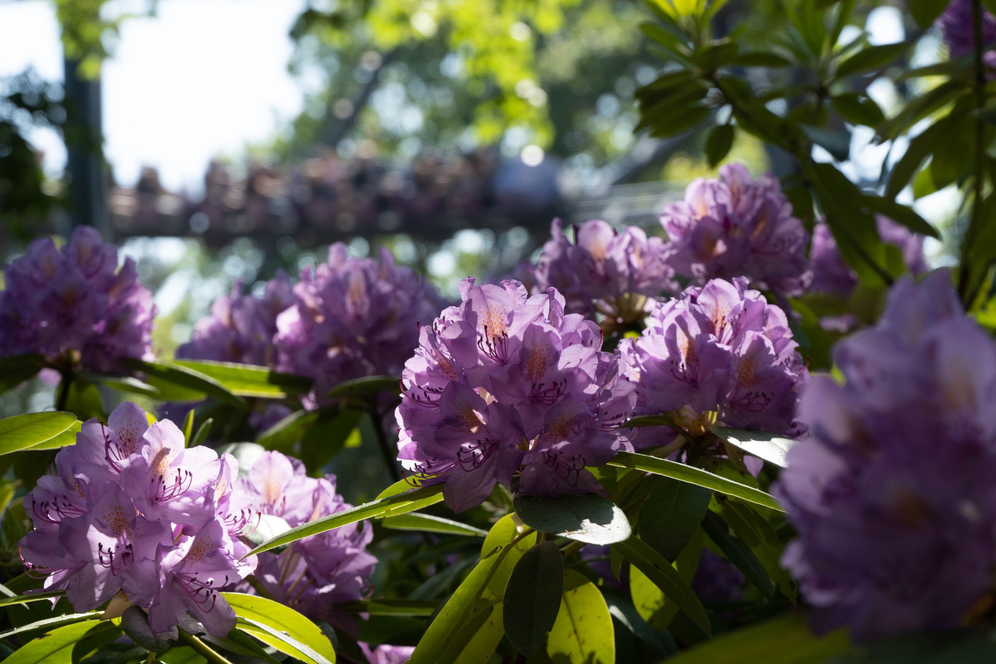 Rosafarbene Rhododendren im Halbschatten. Im Hintergrund fährt die Achterbahn Nessi.