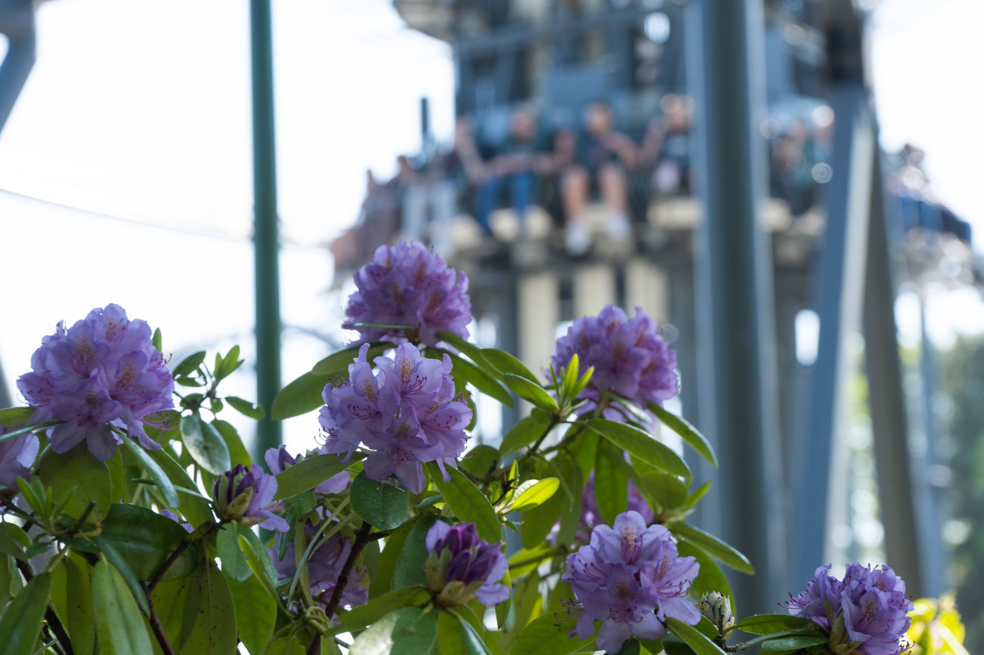 Rosafarbene Rhododendron im Schatten. Im Hintergrund die Gondel des HIGHLANDERs.