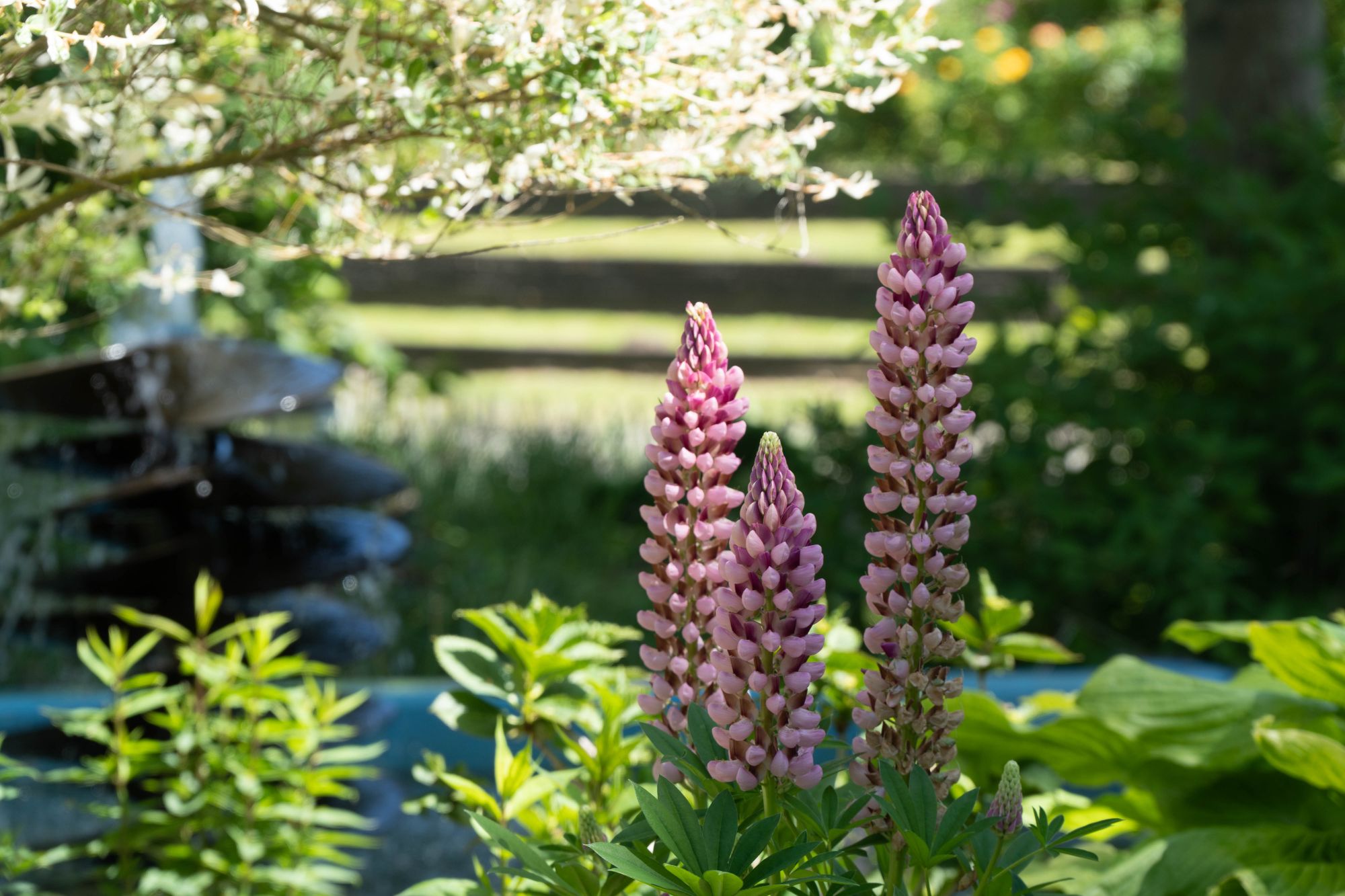 Im Vordergrund wachsen drei rosafarbene Blüten der Vielblättrigen Lupine in die Höhe.