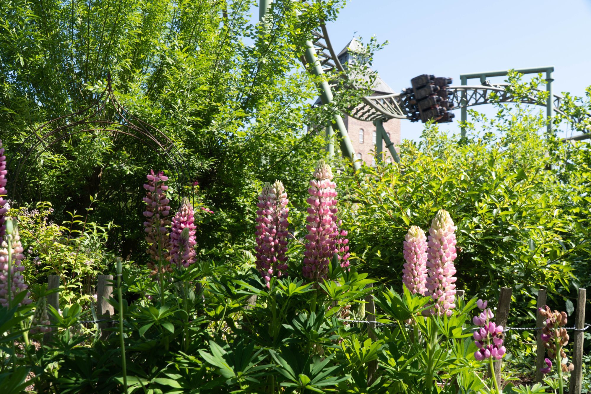 Mehrere rosafarbene Blüten der Vielblättrigen Lupine im Vordergrund. Dahinter Flucht von Novgorod.