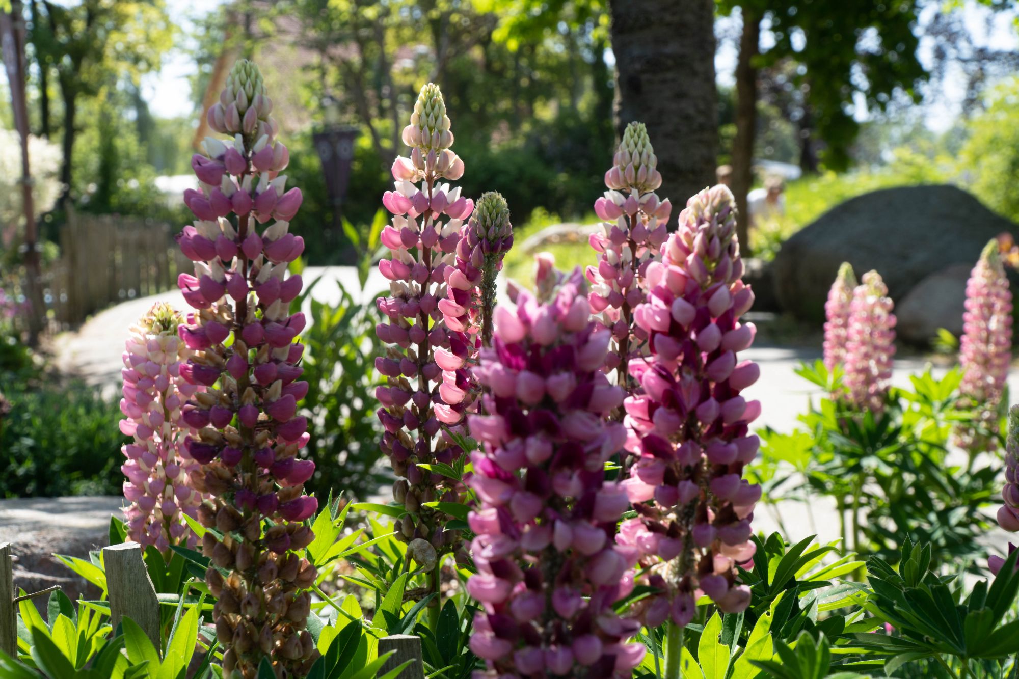 Mehrere rosafarbene Blüten der Vielblättrigen Lupine im Vordergrund. Hintergrund unscharfe.