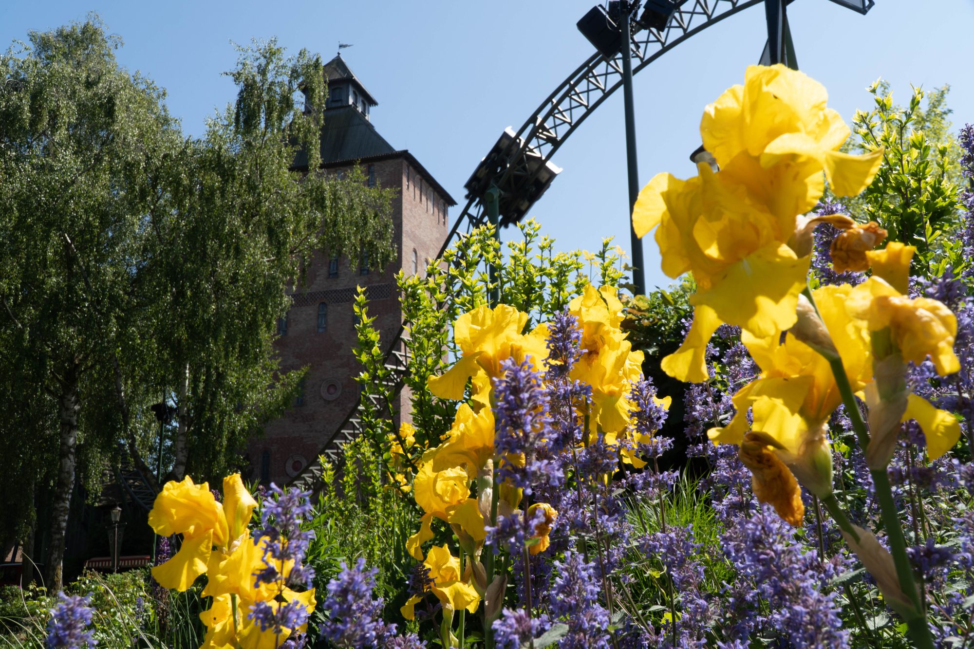 Lila Lavendel und gelbe Sumpf-Schwertlilie im Vordergrund. Dahinter Wagen der Flucht von Novgorod.