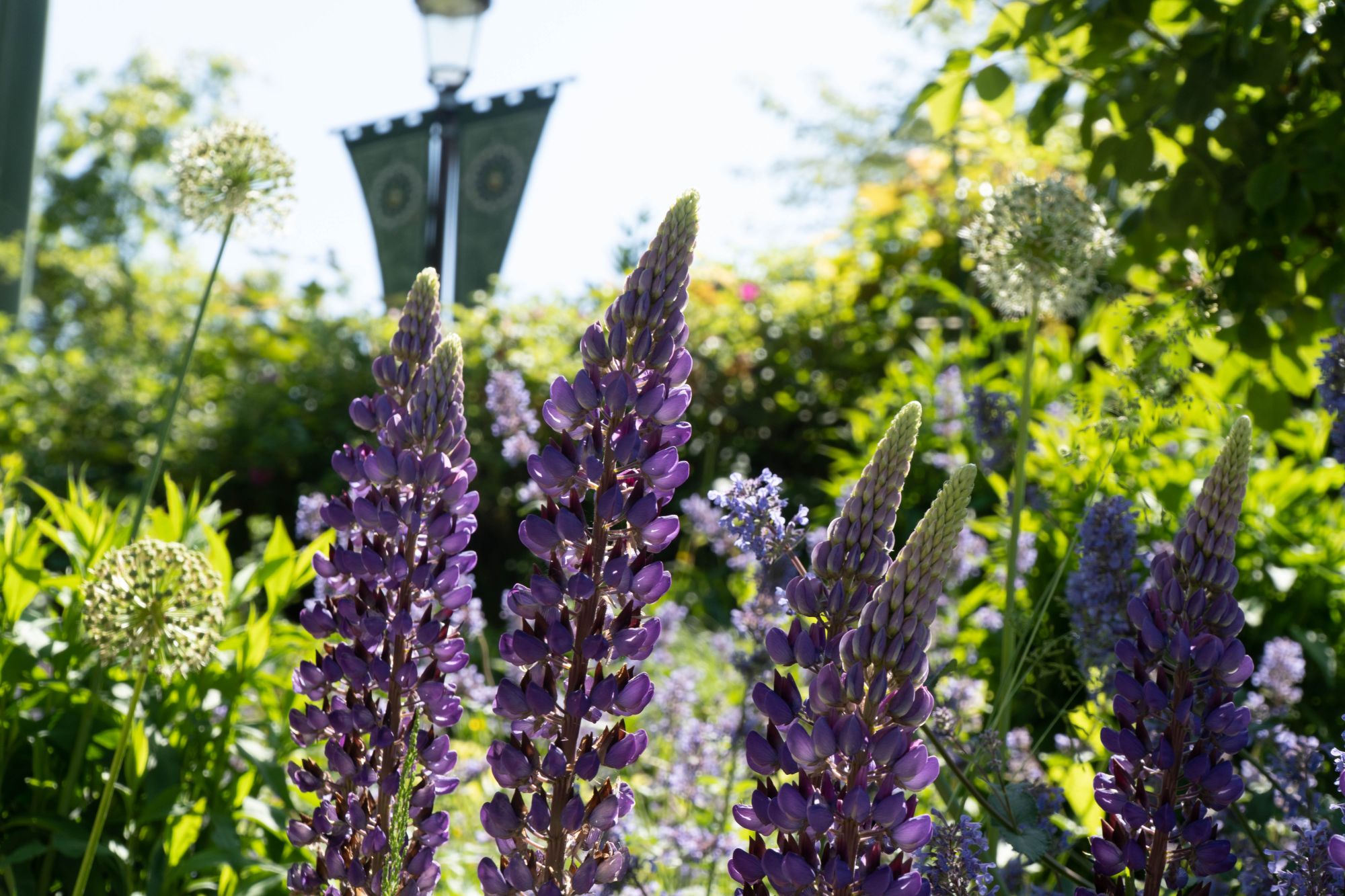 Die lila Blüten der Vielblättrigen Lupine. Dahinter eine Laterne mit Wimpeln.