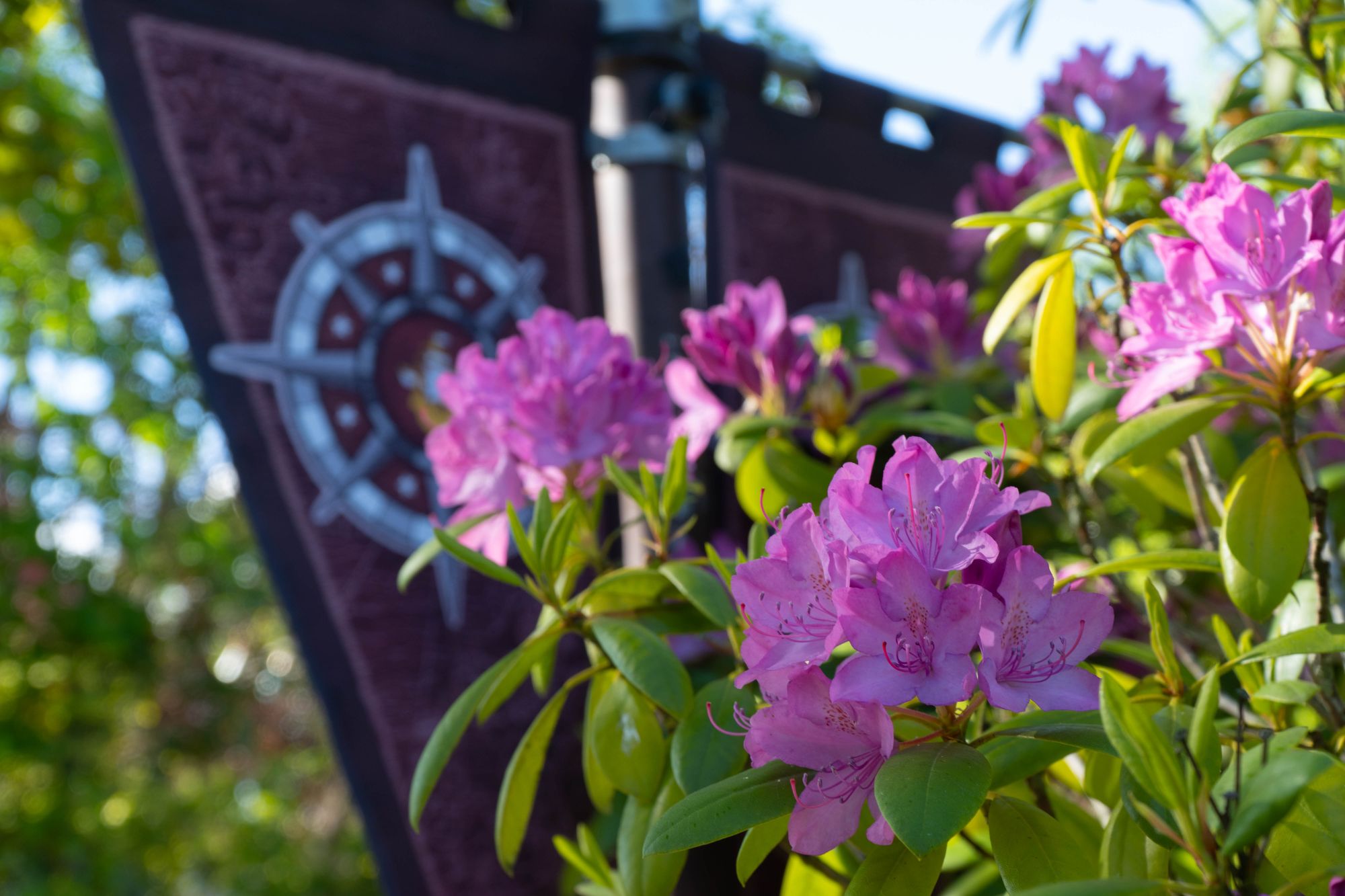 Ein rosafarbener Rhododendron blüht. Vor einer Laterne mit zwei Wimpel des HANSA-PARKs.