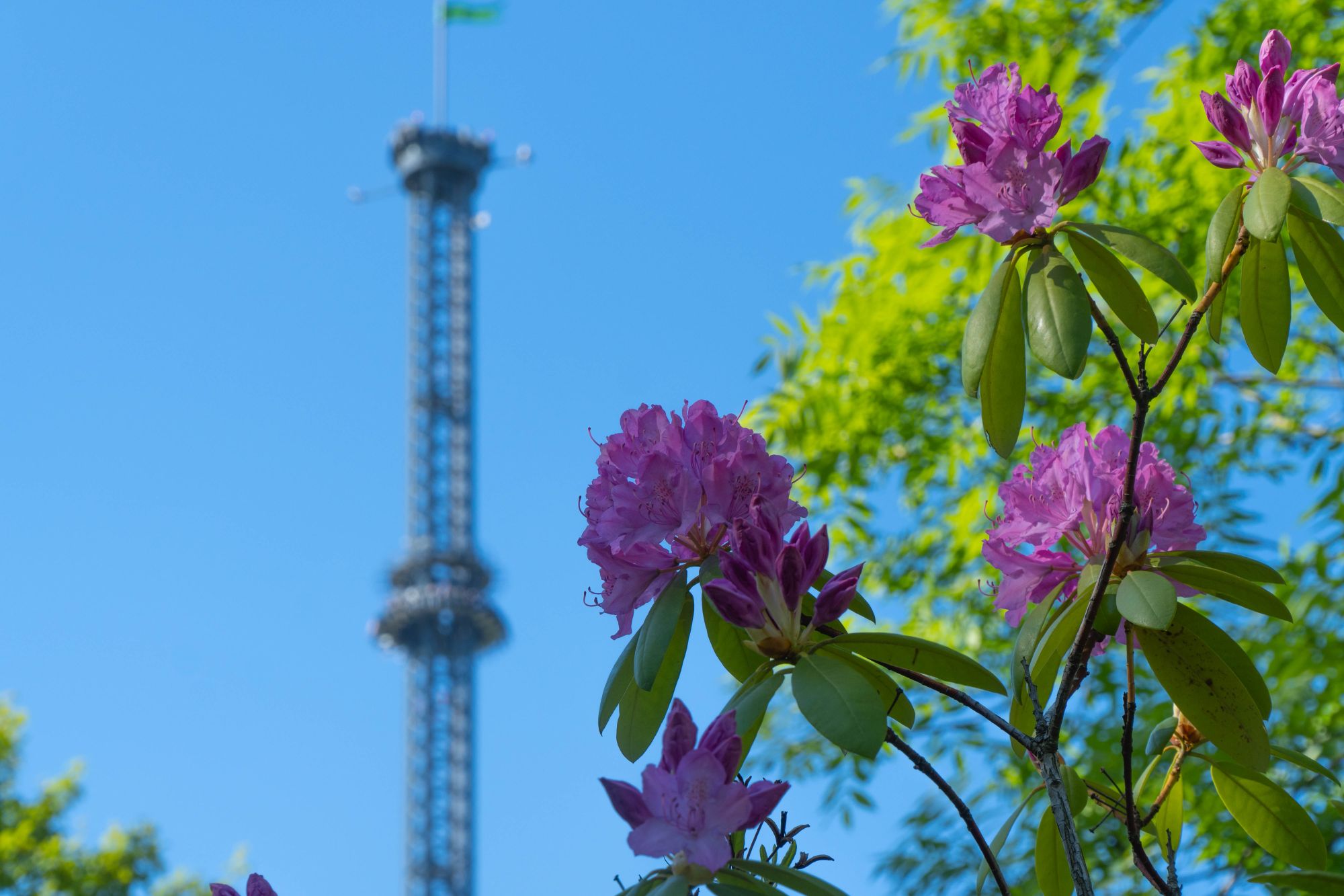 Rosafarbene Rhododendron Blüten im Vordergrund. Im Hintergrund der HIGHLANDER.