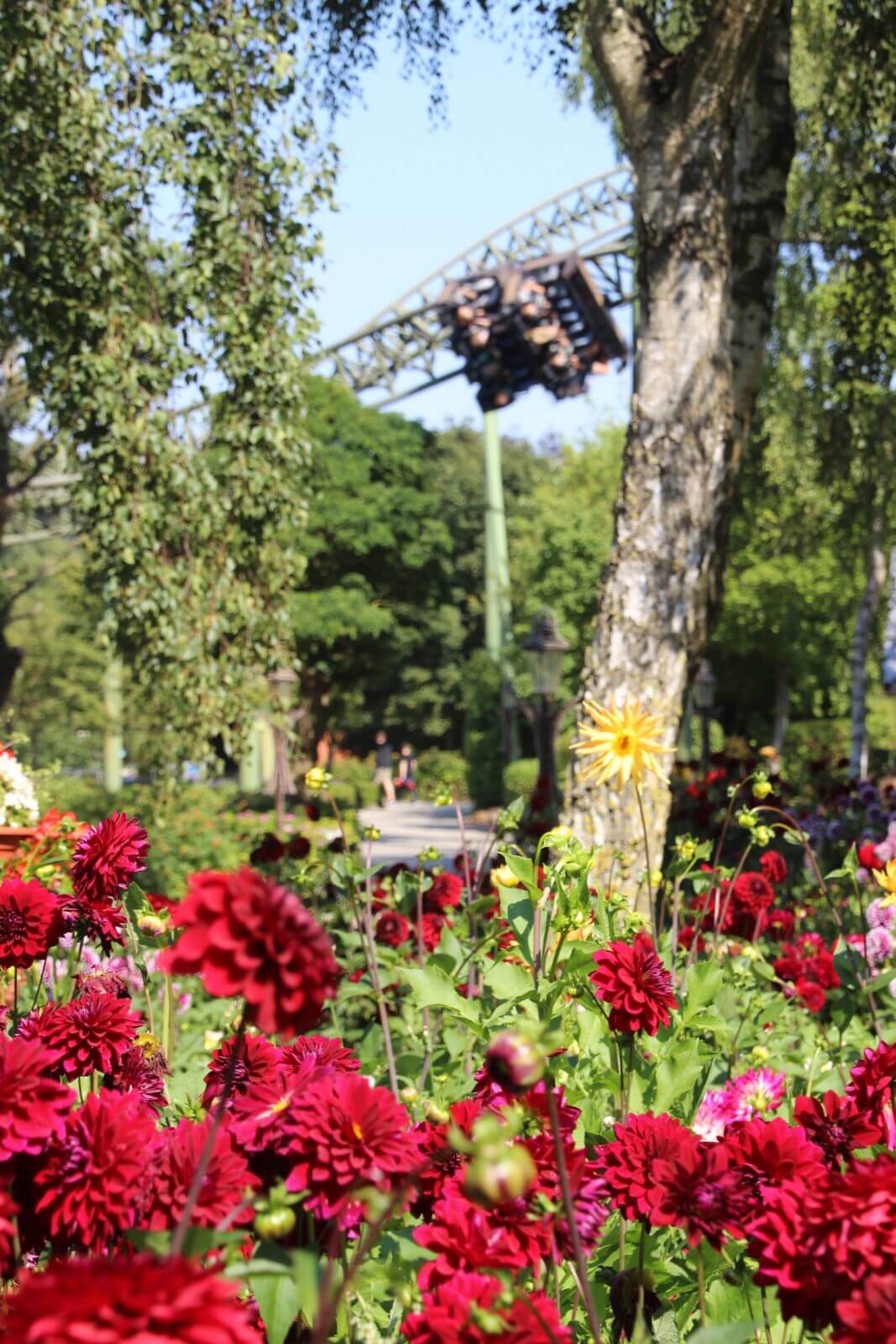Blühende gelbe und rote Dahlien im HANSA-PARK. Dahinter ist der Stamm eines Baumes zu sehen.