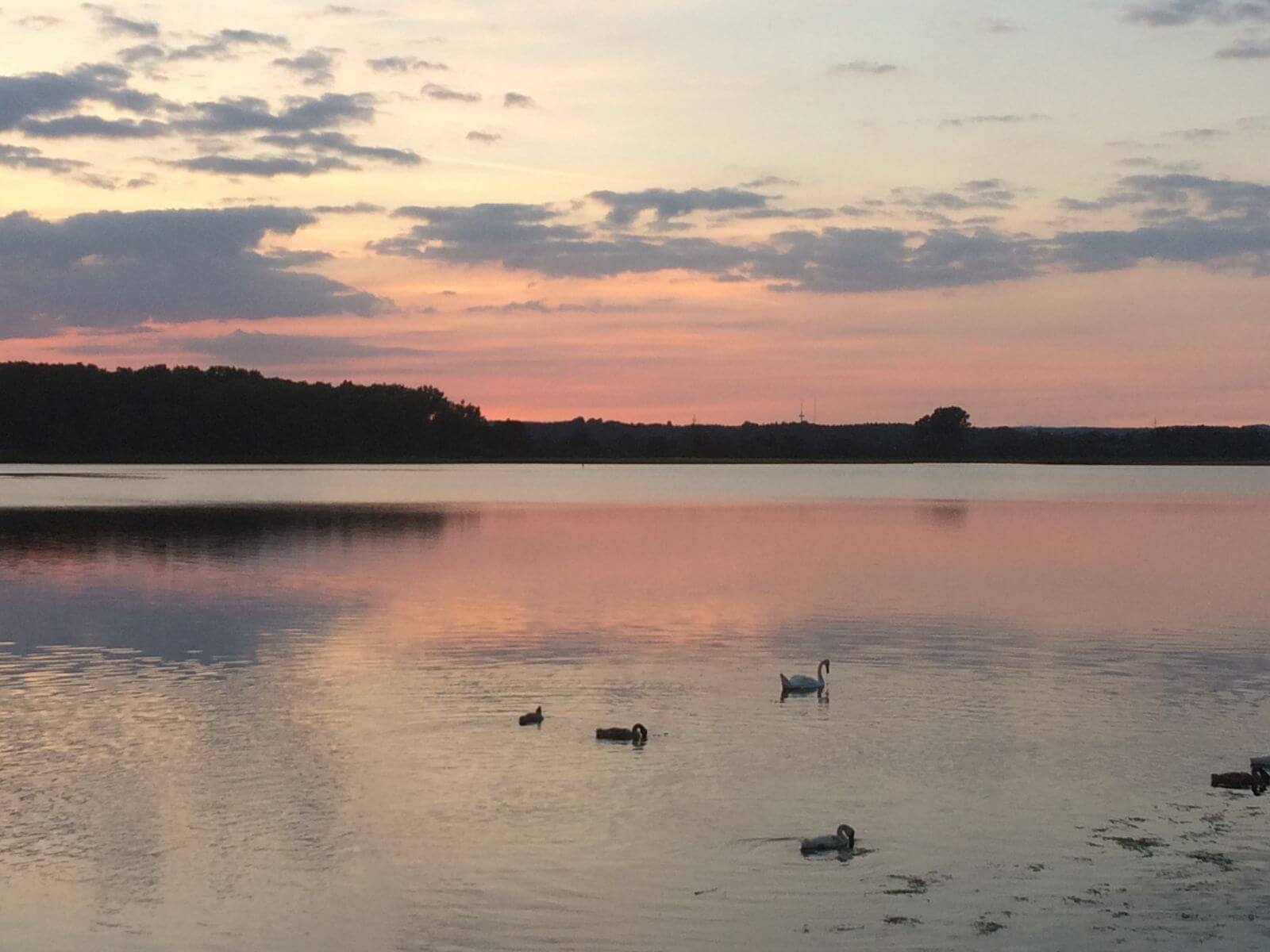 Das Neustädter Binnenwasser im Sonnenuntergang. Schwäne sind auf dem Wasser.